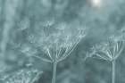 USA, Washington State, Seabeck. Bare Queen Annes lace stems colorized blue. Art Print